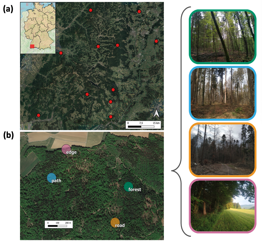 publi-01-forest_roads_and_bird_communities-fig1.png